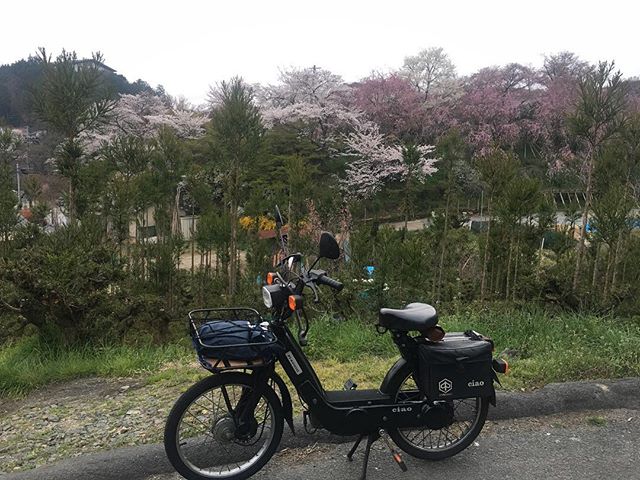 投票所の横から桜で有名な原谷苑の裏を望む。満開時期は入園料1500円だそうで、ただで100円分くらい覗き見ちゃった。 (from Instagram)