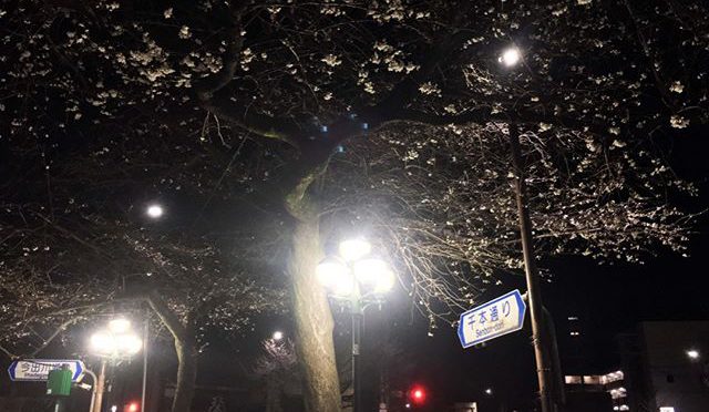 レイトショー映画の帰り道、千本今出川交差点の桜が咲き始めていた。祇園じゃないけど、今宵逢う人みな美しいかと思いきや、コロナの所為か歩道には誰もいない、、、 (from Instagram)