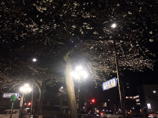 レイトショー映画の帰り道、千本今出川交差点の桜が咲き始めていた。祇園じゃないけど、今宵逢う人みな美しいかと思いきや、コロナの所為か歩道には誰もいない、、、 (from Instagram)